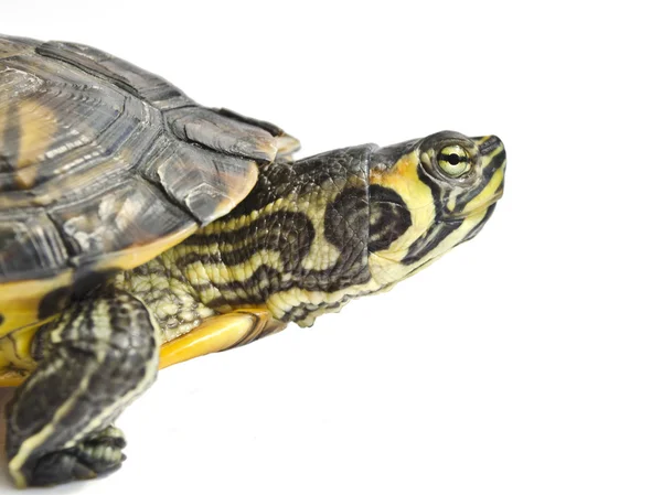 stock image Isolated turtle