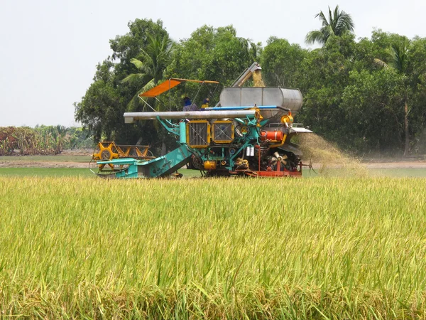 Harvesting thailand — Stock Photo, Image