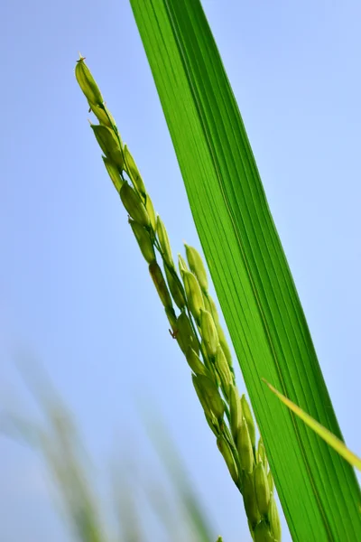 Korn av ris — Stockfoto