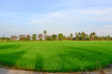 Rice field in the morning clipart