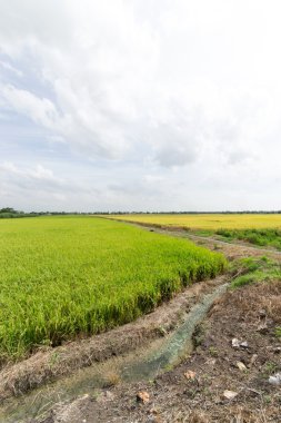 Tayland pirinç alan sarı ve yeşil çimen