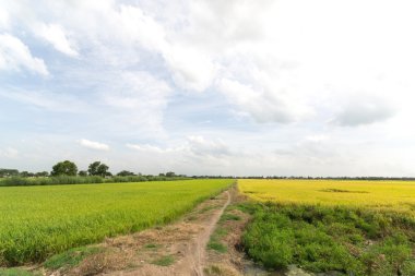 Rice field green and yellow grass in thailand clipart