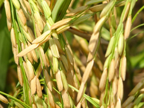 Grain rice — Stock Photo, Image