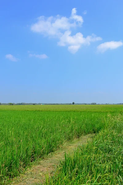 Alan yeşil çimen ve mavi gökyüzü Tayland pirinç — Stok fotoğraf