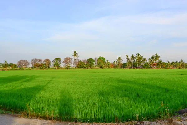 Рисовое поле утром — стоковое фото