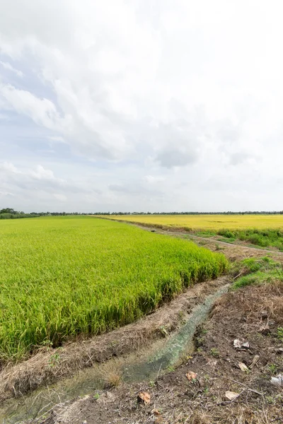 Rýžové pole zelené a žluté trávě v Thajsku — Stock fotografie