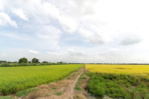 Câmp de orez iarbă verde și galbenă în Thailanda — Fotografie, imagine de stoc