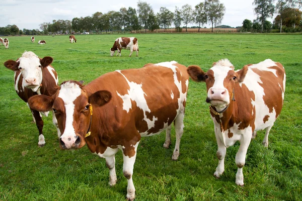 Vacas blancas marrones —  Fotos de Stock
