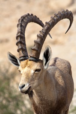 Ibex in Israel clipart