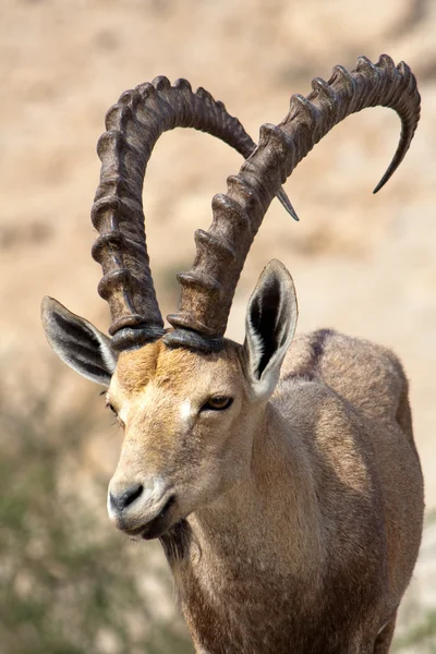 Ibex em Israel — Fotografia de Stock