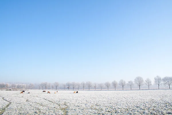 Winter landbouwgrond — Stockfoto