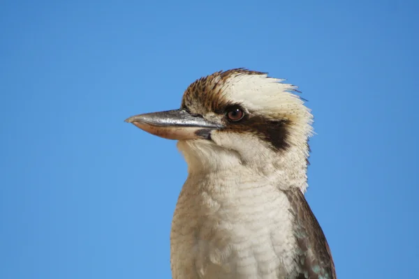 stock image Kookaburra