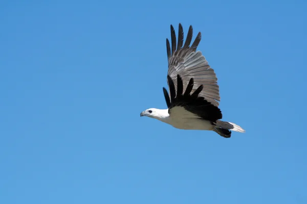 stock image White Bellied Sea Eagle
