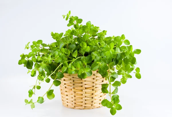 stock image Green plant