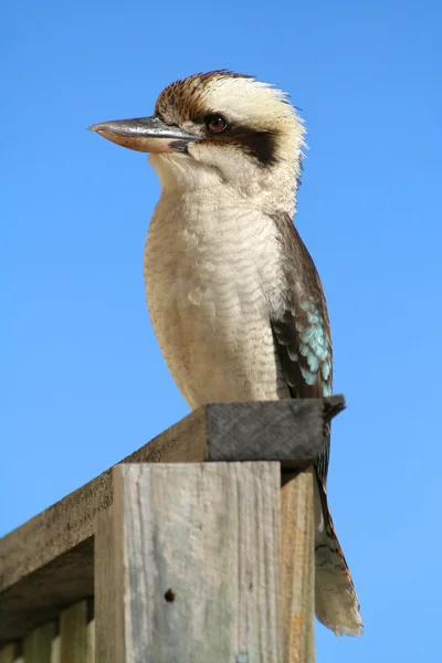Kookaburra bird — Stock Photo, Image