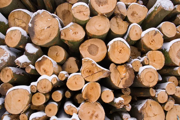 Tronchi di legno — Foto Stock