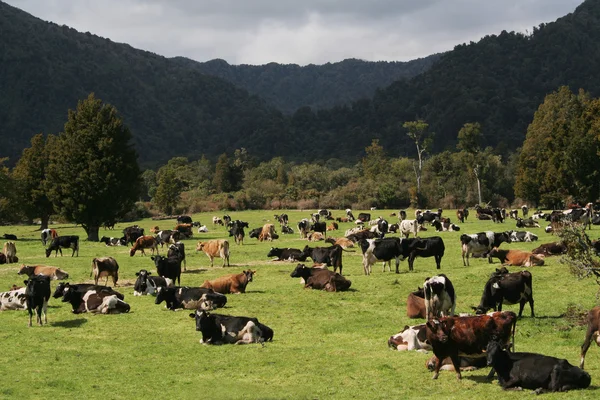 stock image Cows