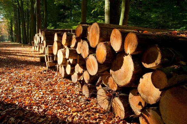 Wood logs — Stock Photo, Image