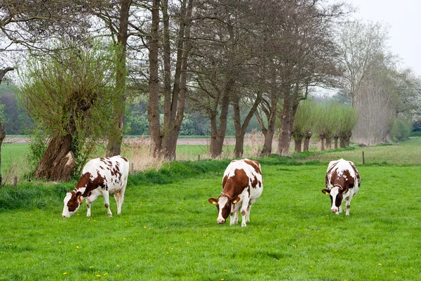 Stock image Cows