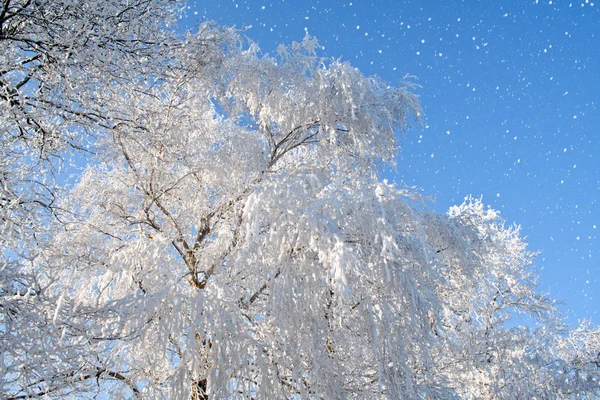 Sněžení a strom — Stock fotografie