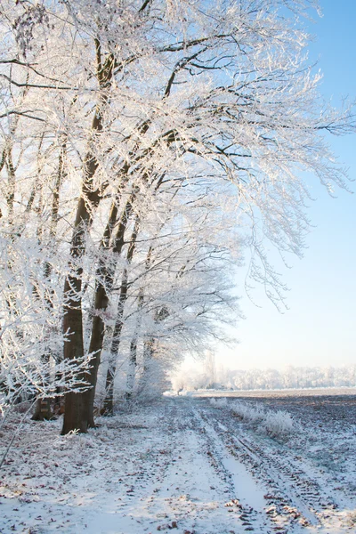 Paesaggio ritratto invernale — Foto Stock