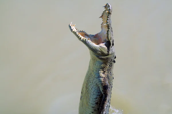 Crocodilo de salto — Fotografia de Stock