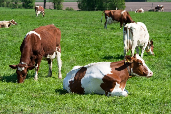 Koeien — Stockfoto