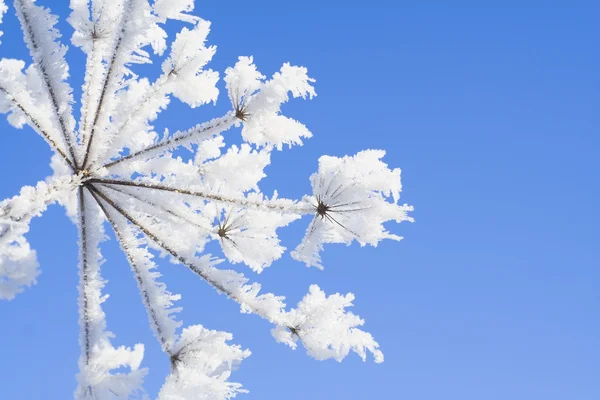 Ledový květ — Stock fotografie