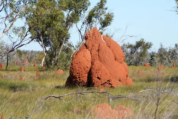 Wzgórzu termitów — Zdjęcie stockowe
