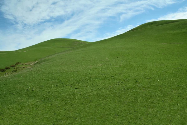 芝生の丘 — ストック写真