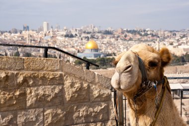 Camel Jerusalem clipart