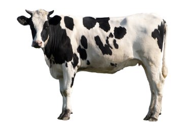 Cow isolated clipart
