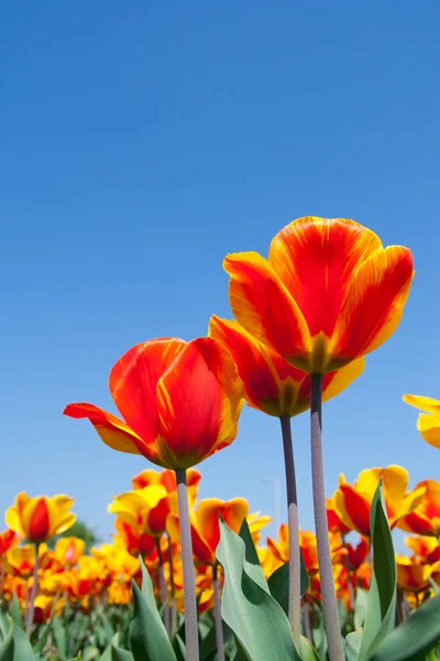 Red Tulips — Stock Photo, Image