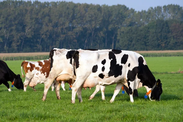 Çiftlikte inekler — Stok fotoğraf