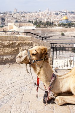 Camel Jerusalem clipart