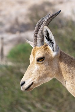 Nubian ibex clipart
