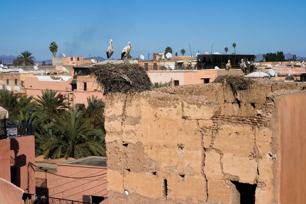 Čápi marrakech — Stock fotografie