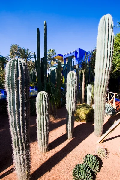 stock image Cactus garden