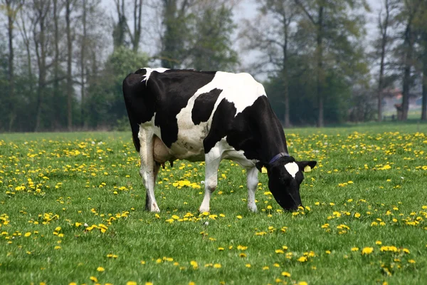 Vacca olandese — Foto Stock