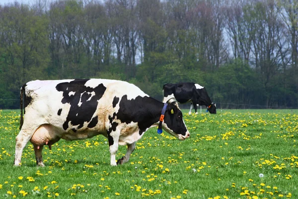 Vacas blancas y negras —  Fotos de Stock