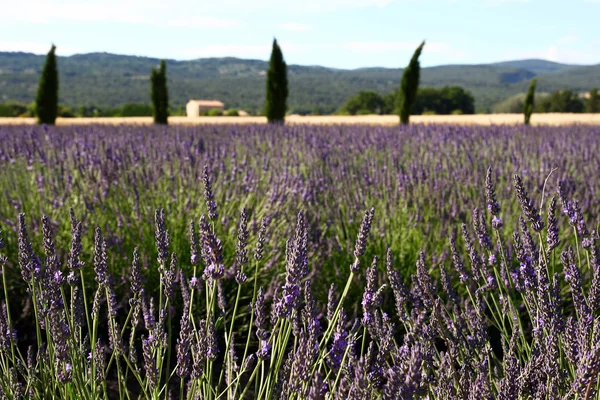 Provenza lavendel — Foto Stock