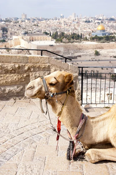 stock image Camel Jerusalem