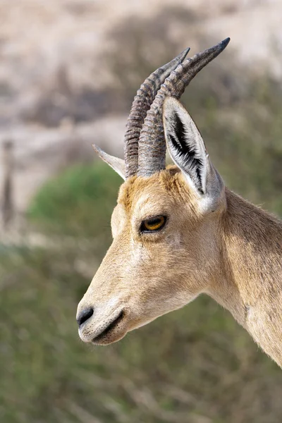 stock image Nubian ibex