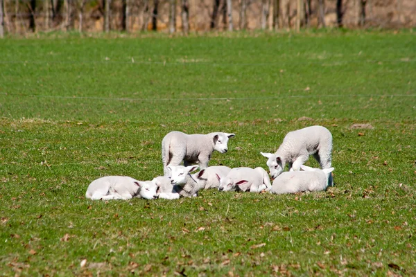 stock image Lambs Spring