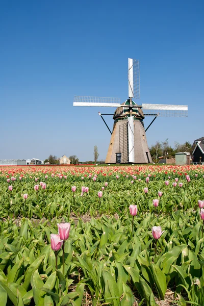 Moulin à vent & tulipes — Photo