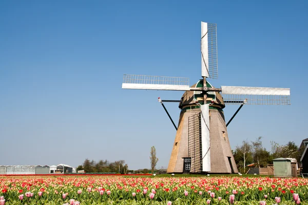 Wiatrak i tulipany — Zdjęcie stockowe