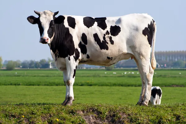 Ασπρόμαυρη αγελάδα — Φωτογραφία Αρχείου