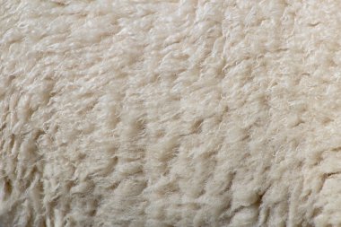 Sheep wool clipart