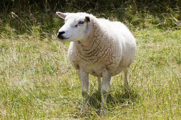 stock image White sheep