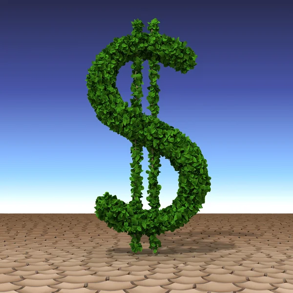 Dollar tree growing in the desert — Stock Photo, Image